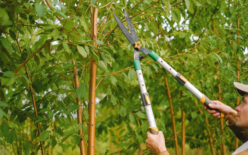 Tree trimming in Webster City, IA